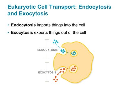 Diagram of endocytosis and exocytosis