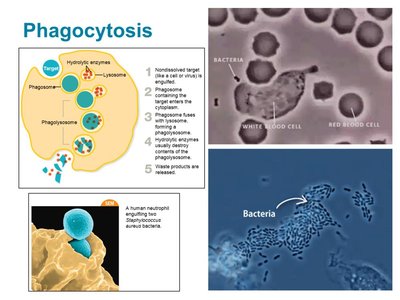 Diagram and micrographs of phagocytosis