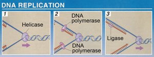 Steps of DNA replication: helicase, DNA polymerase, ligase