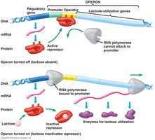 Lactose operon regulation