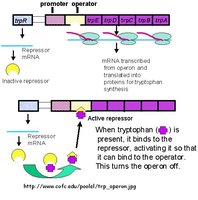 Tryptophan operon regulation