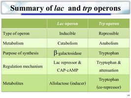 Summary table of lac and trp operons