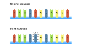 Point mutation: base substitution