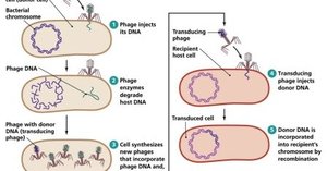 Transduction: bacteriophage-mediated gene transfer