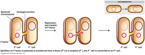 Conjugation: plasmid transfer between bacteria