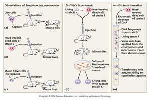 Griffith's experiment with Streptococcus pneumoniae