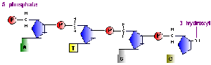 DNA strand showing 5' phosphate and 3' hydroxyl ends