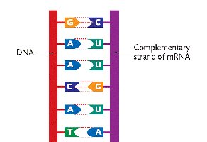 DNA to mRNA complementary base pairing