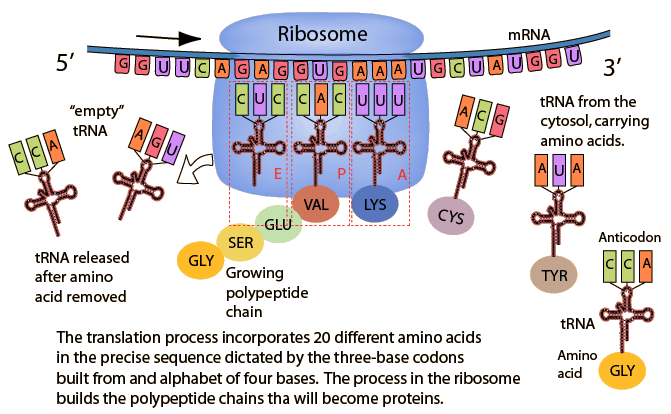 Translation process: mRNA, tRNA, ribosome, amino acids