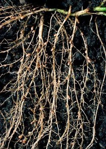 Roots with nodules formed by nitrogen-fixing bacteria