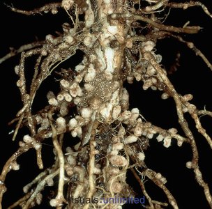 Close-up of root nodules