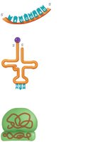 mRNA, tRNA, and rRNA structures