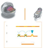 mRNA splicing in eukaryotes