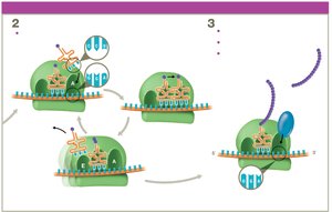 Translation termination: release of protein