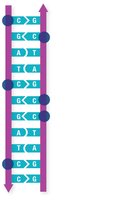 DNA methylation as a form of epigenetic regulation