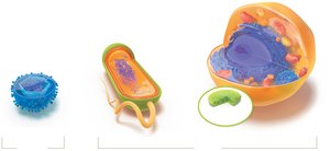 Comparison of viral, prokaryotic, and eukaryotic genomes