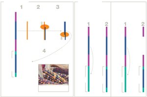 Cut-and-paste and copy-and-paste mechanisms of DNA transposons