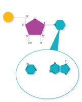 Structure of a nucleotide and nitrogenous bases