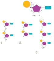 Phosphodiester bonds and DNA backbone