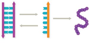 Central dogma: DNA to RNA to protein