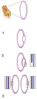 Steps of DNA replication in a circular chromosome