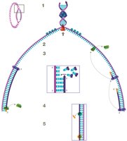 Leading and lagging strand synthesis during DNA replication