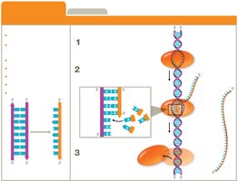 Steps of transcription: initiation, elongation, termination