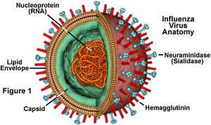 Influenza virus anatomy