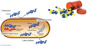 Mechanisms of antibiotic resistance