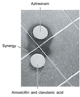 Synergistic effect of drug combination