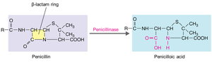 Penicillinase action on penicillin