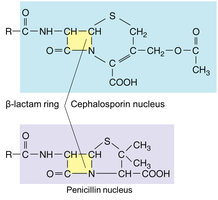 Cephalosporin and penicillin nucleus comparison