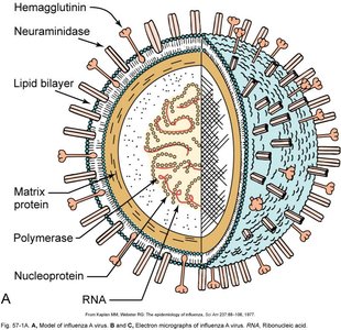 Structure of influenza virus with labeled components