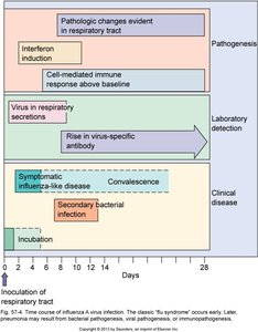 Timeline of influenza infection and immune response