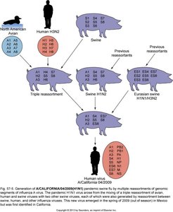 Genetic reassortment in H1N1 influenza