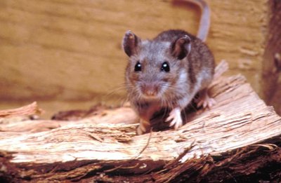 Rodent reservoir for hantavirus