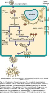 Paramyxovirus structure and replication