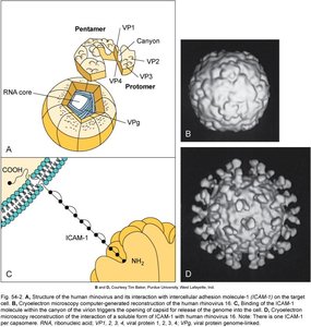 Structure of human rhinovirus and its interaction with ICAM-1