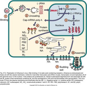 Replication cycle of influenza A virus