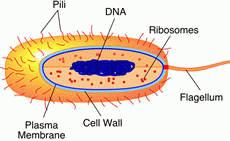 Diagram of a typical bacterial cell showing pili, DNA, ribosomes, flagellum, plasma membrane, and cell wall