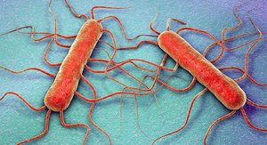 Listeria monocytogenes under microscope