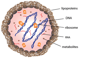 Mycoplasma cell structure