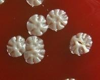 Streptomyces colonies on agar plate