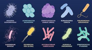 Examples of different bacterial morphologies and representative pathogens