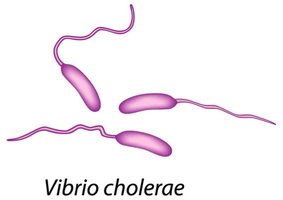 Vibrio cholerae illustration