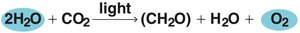 Photosynthesis equation
