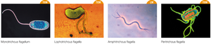 Types of flagellar arrangements: monotrichous, lophotrichous, amphitrichous, peritrichous