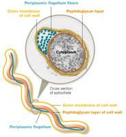 Diagram of periplasmic flagella in spirochetes