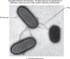Bacteria with fimbriae and pili