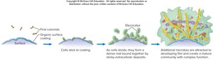 Stages of biofilm formation